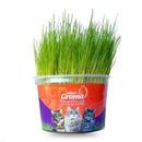 Graminha para gatos